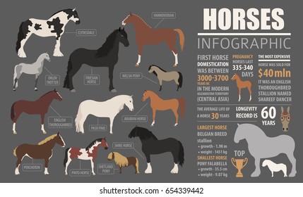 Horse breeding  infographic template. Farm animal. Flat design. Vector illustration