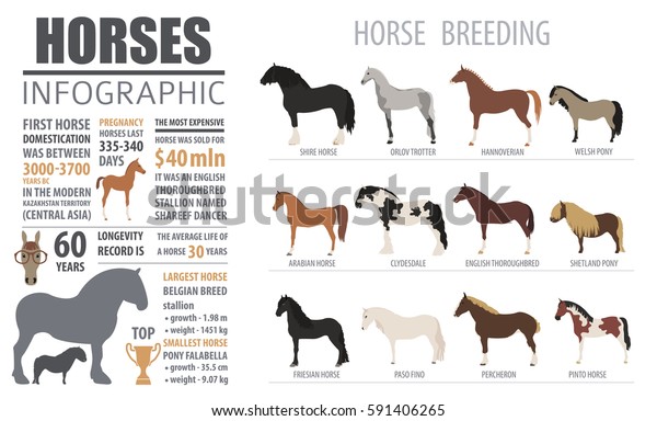 Horse breeding  infographic template. Farm
animal. Flat design. Vector
illustration