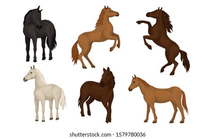 Horse Breeds Collection, Beautiful Horses of Different Colors Vector Illustration