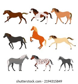 Horse breeds color flat icons set. Vector Illustration.