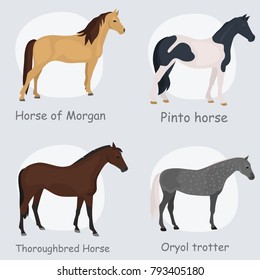 Horse breeds color flat icons set