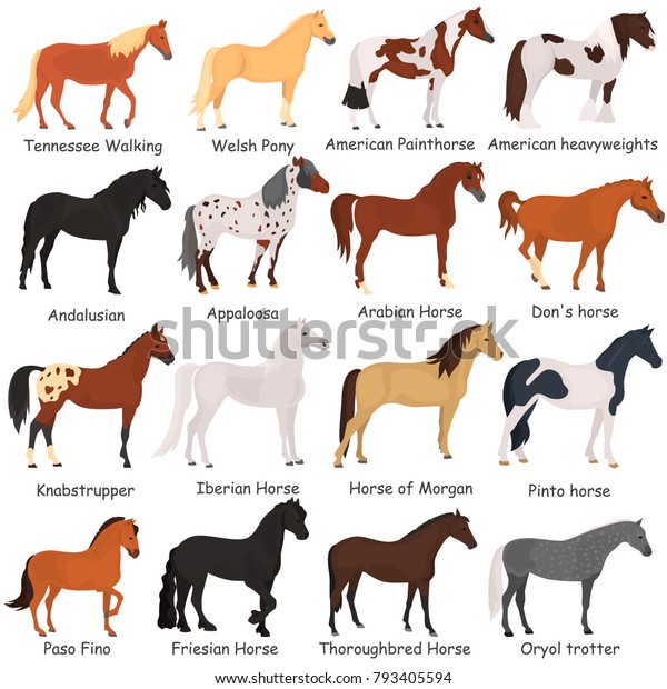 Horse Breeds Color Flat Icons Set Stock Vector (Royalty Free) 793405594