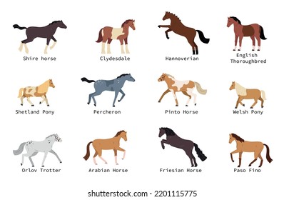 Horse breeds flat set with shetland pony hannoverian welsh arabian percheron isolated on white background vector illustration