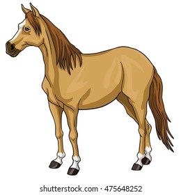 Horse Brown Cartoon Drawing White Head Vector Illustration