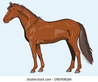 horse brown vector art for design