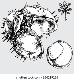 horse chestnut