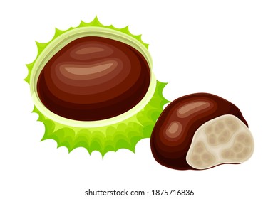 Horse Chestnut Brown Fruit in Green Spiky Capsule Shell Vector Illustration