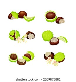 Horse Chestnut Brown Fruit and Green Spiky Capsule Shell Vector Set