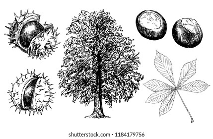 Horse Chestnut Or Conker Tree.