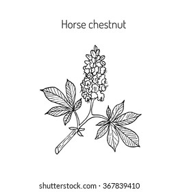 Horse chestnut or Conker tree (Aesculus Hippocastanum). Vector illustration