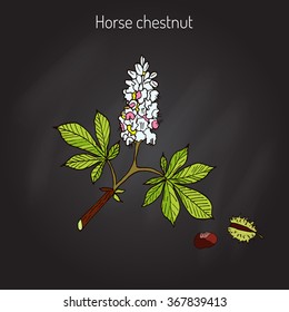 Horse chestnut or Conker tree (Aesculus Hippocastanum). Vector illustration