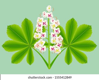 Horse chestnut flowers with leaves on a green background.