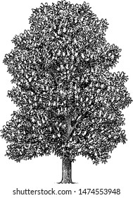 Horse chestnut illustration, drawing, engraving, ink, line art, vector