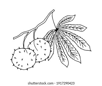 Horse chestnut leaf with fruits. Vector illustration. Drawn with outline in doodle style.