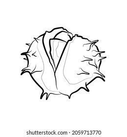 Horse chestnut. Line drawing. Black and white illustration. Vector.