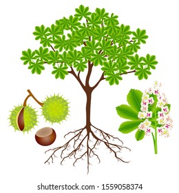 Horse chestnut plant with fruits and flower on white. svg