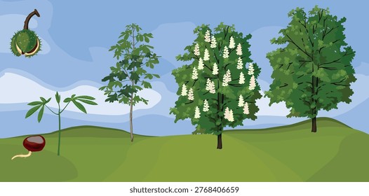 Horse chestnut tree life cycle stages: from germinating seed and sprout to blooming and mature tree, botanical infographic of Aesculus hippocastanum