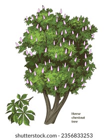 Horse Chestnut tree vector illustration