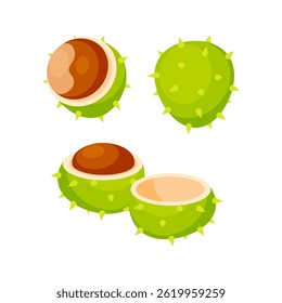 Horse chestnuts showing different stages of ripeness and opening