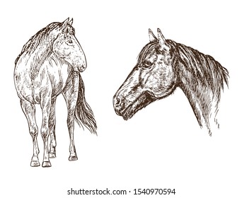 Horse collection, set side view portrait standing, hand drawn doodle, sketch in pop art style, vector illustration