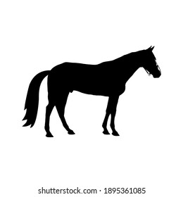 Horse collection - vector silhouette
