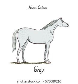 Horse color chart.  Equine coat colors with text. Equestrian scheme. Grey type of horse. Vector hand drawn illustration