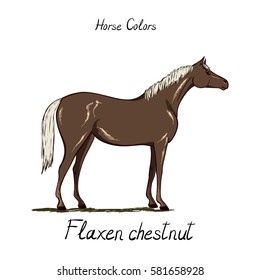 Horse color chart.  Equine coat colors with text. Equestrian scheme. Flaxen chestnut type of horse. Vector hand drawn illustration. 