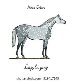 Horse color chart on white.  Equine dapple grey coat color with text. Equestrian scheme. Vector hand drawn illustration. 