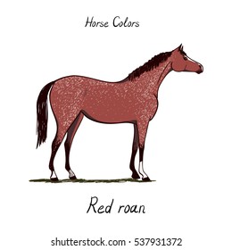 Horse color chart on white.  Equine coat color with text. Equestrian scheme. Red roan type of horse. Vector hand drawn illustration. 
