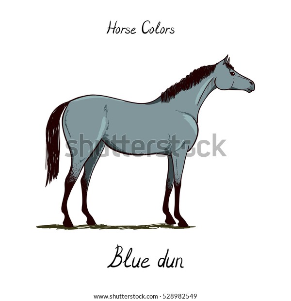 horse color chart on white equine stock vector royalty free