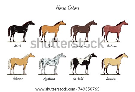 Horse color chart set.  Equine coat colors with text. Types of horses black, dun, chestnut, red roan, palomino, appaloosa, buckskin. Equestrian scheme. Vector cartoon hand drawn illustration.