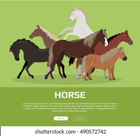 Horse conceptual web banner. Flat style vector. Group of different horses breeds, variety colors and sizes standing, running and rearing. For equestrian club, horse riding courses landing page design