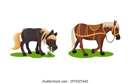 Horse with Crest Grazing on Green Field Vector Set