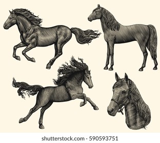 Horse. Design set. Hand drawn engraving. Vector vintage illustration. Isolated on color background. 8 EPS