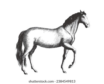 Horse. Doodle sketch. Vintage vector illustration.