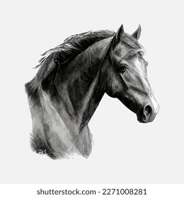 A horse drawn with a pencil. Horse head profile sketch. The head of the horse in a pencil style, a black white illustration. Vector illustration.