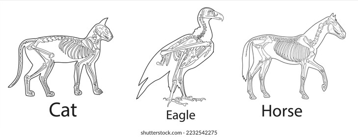 Horse, eagle, cat skeletal systems on a white background sketch hand drawing vector illustration