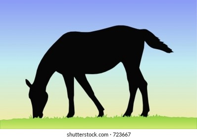 Horse eating grass