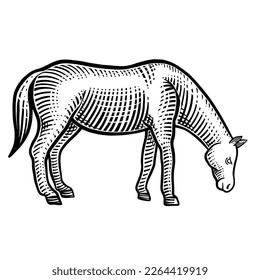Horse eating grass vector engraving illustration isolated on white background. 