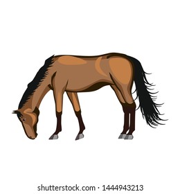 Horse eats on a white background