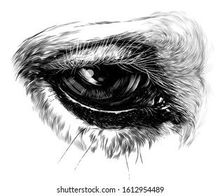 horse eye close-up, sketch vector graphics monochrome illustration on white background