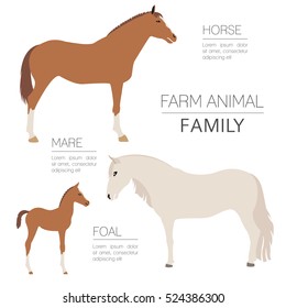 Horse farming infographic template. Stallion, mare, foal family. Flat design. Vector illustration