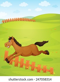 A horse at the field