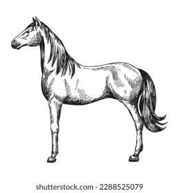 Horse figure sketch in profile. Vintage vector illustration.