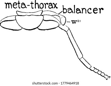 Horse Fly is the member of the genus Tabanus, having faint smoky spots on the wings. This figure represent Metathorax of the Horse Fly, vintage line drawing or engraving illustration.