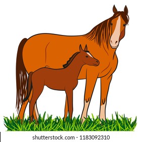 Horse With Foal On Grass.  Brown Mare And Foal. Vector Illustration Isolated.