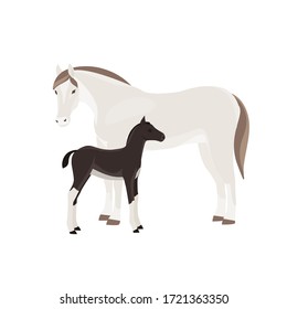 Horse with foal vector illustration isolated on white background. Farm animal.