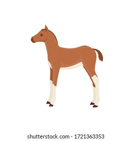 Horse Foal, Vektorgrafik einzeln auf weißem Hintergrund. Nutztier.
