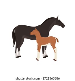 Horse with foal vector illustration isolated on white background. Farm animal.