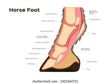 horse foot and leg anatomy / infographic chart vector